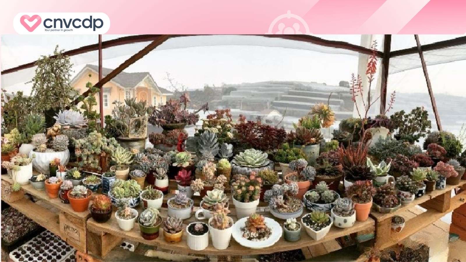 19 mô hình kinh doanh nhỏ ít vốn sinh lời nhanh dành cho người mới 8 Kinh doanh cay canh mini sen da